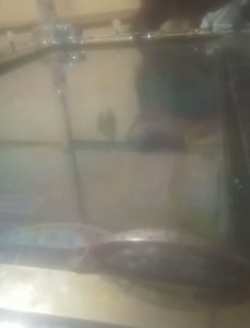 Gawat Bah…!!! Permainan Judi Meja Ikan Terbuka di GG Negeri Kecamatan Kabanjahe