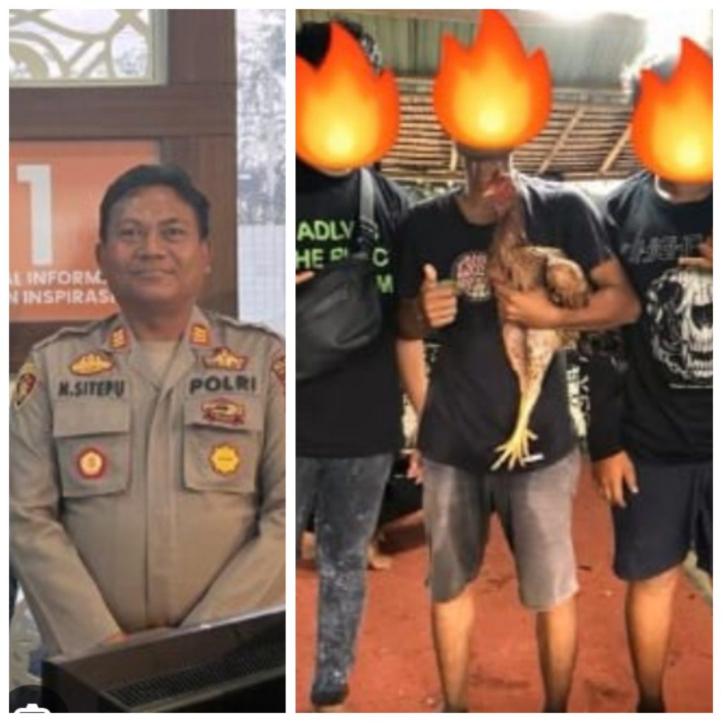 Alamak Gawat Bah…!!! Diduga Kapolsek Si Biru Biru dan Kanit Pidum Kompak Tidak Berani Gerebek Lapak Judi Sabung Ayam di Tanah Mujur