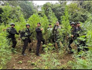 Ini Baru Mantap Bro…!!! Brimob Polda Sumut Gempur Ladang Ganja 10 Hektar Langsung di Bakar