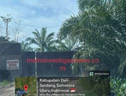 Diduga Polres Binjai Gemetar Gerebek CPO Ilegal Milik Bermata Cipit Berkulit Putih di jalan Baru Megawati Berpagar Seng Berwarna Hitam